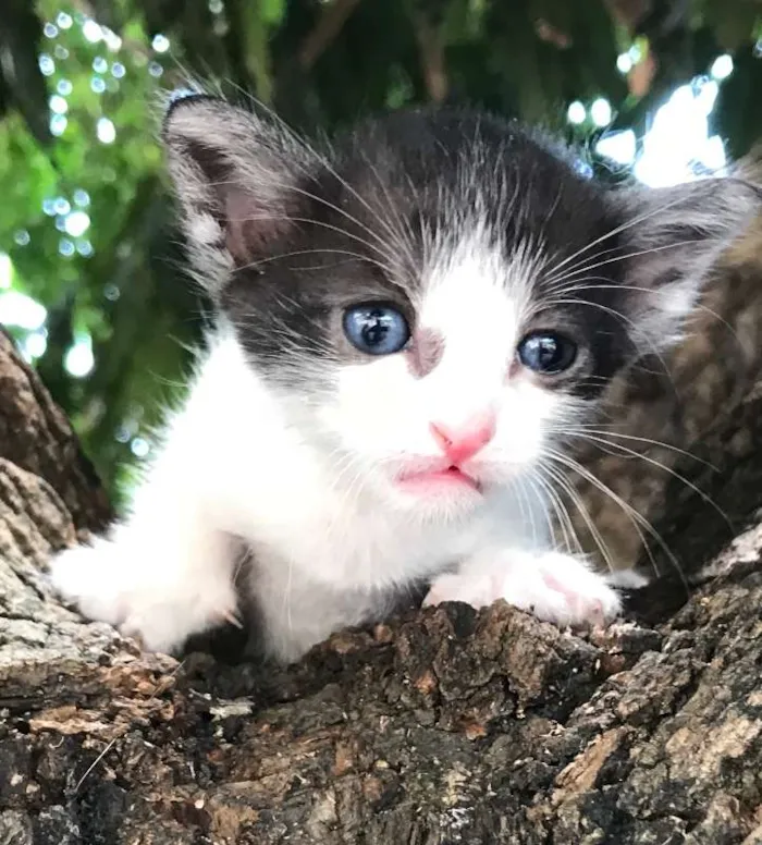 Gato ra a FRAJOLA idade Abaixo de 2 meses nome ORION