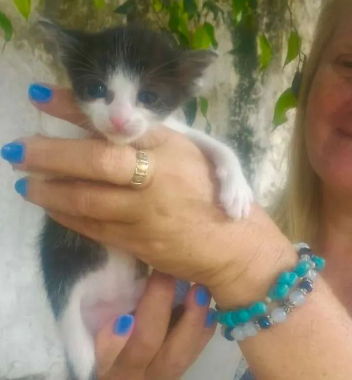 Gato ra a FRAJOLA idade Abaixo de 2 meses nome ORION