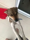 Kyara