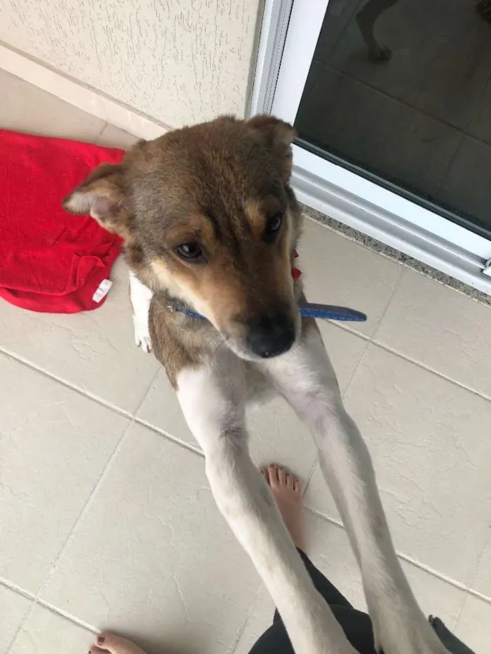 Cachorro raça SRD idade 1 ano nome Kyara