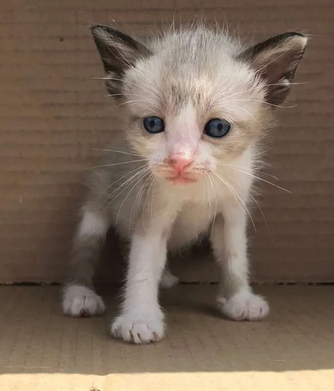 Gato ra a SIAMES idade Abaixo de 2 meses nome PINGPING