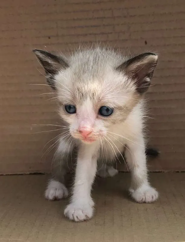 Gato ra a SIAMES idade Abaixo de 2 meses nome PINGPING