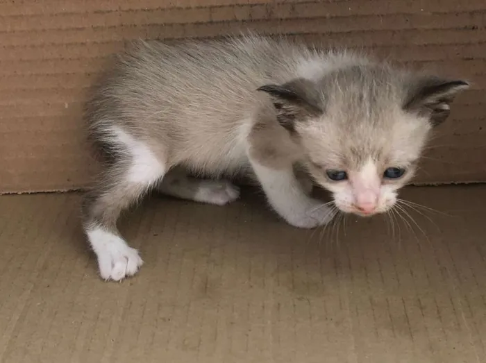 Gato ra a SIAMES idade Abaixo de 2 meses nome PINGPING