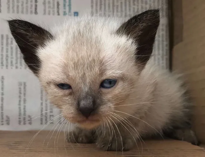 Gato ra a Siamês idade Abaixo de 2 meses nome JOHNNY