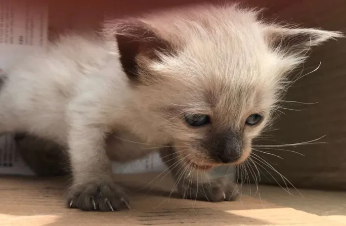 Gato ra a Siamês idade Abaixo de 2 meses nome JOHNNY