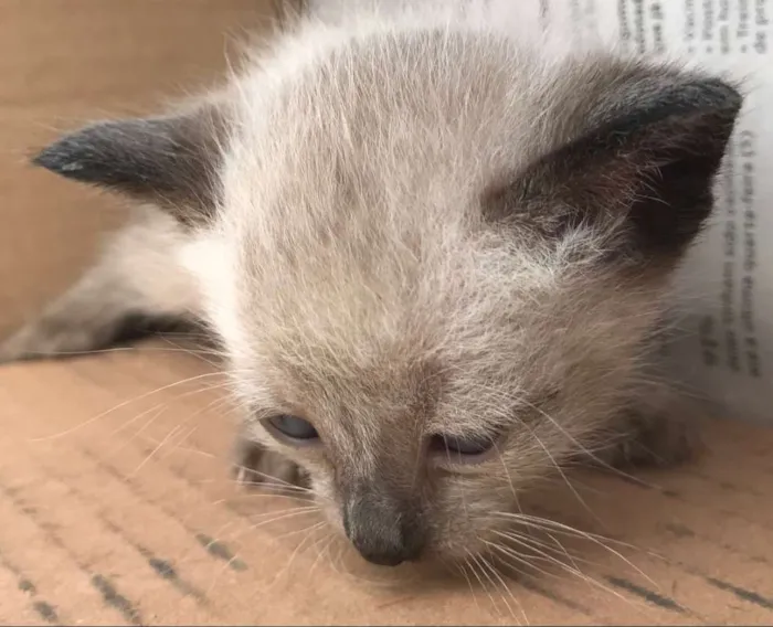 Gato ra a Siamês idade Abaixo de 2 meses nome JOHNNY