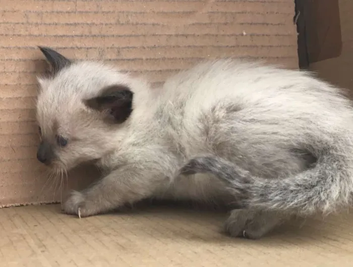 Gato ra a Siamês idade Abaixo de 2 meses nome JOHNNY