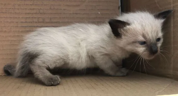Gato ra a Siamês idade Abaixo de 2 meses nome JOHNNY