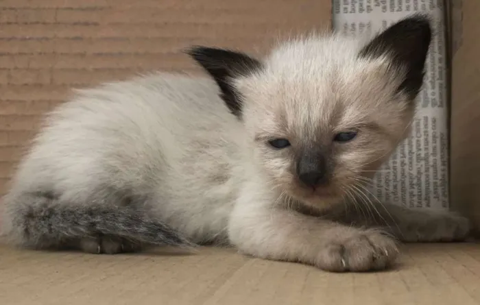 Gato ra a SIAMES idade Abaixo de 2 meses nome RICKY