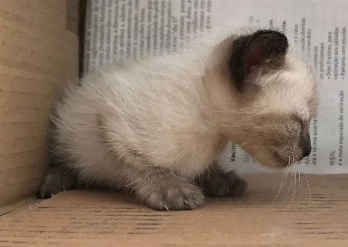 Gato ra a SIAMES idade Abaixo de 2 meses nome RICKY