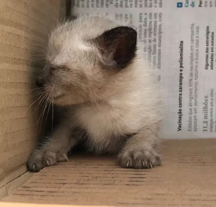 Gato ra a SIAMES idade Abaixo de 2 meses nome RICKY