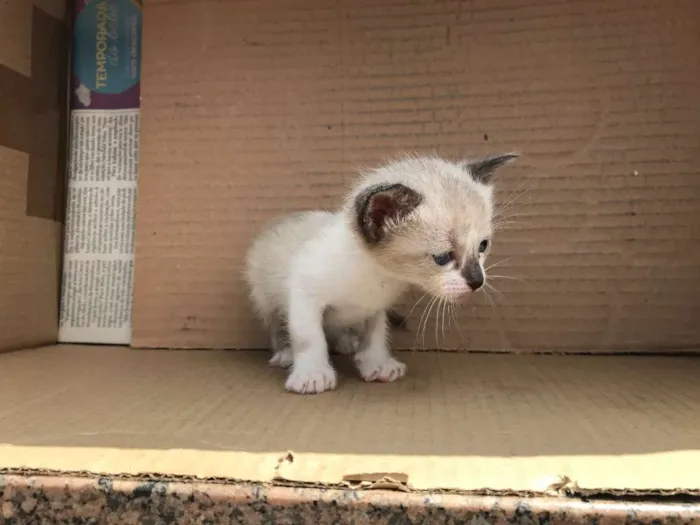 Gato ra a Siamês idade Abaixo de 2 meses nome LOLA