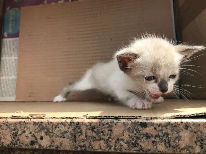 Gato ra a Siamês idade Abaixo de 2 meses nome LOLA