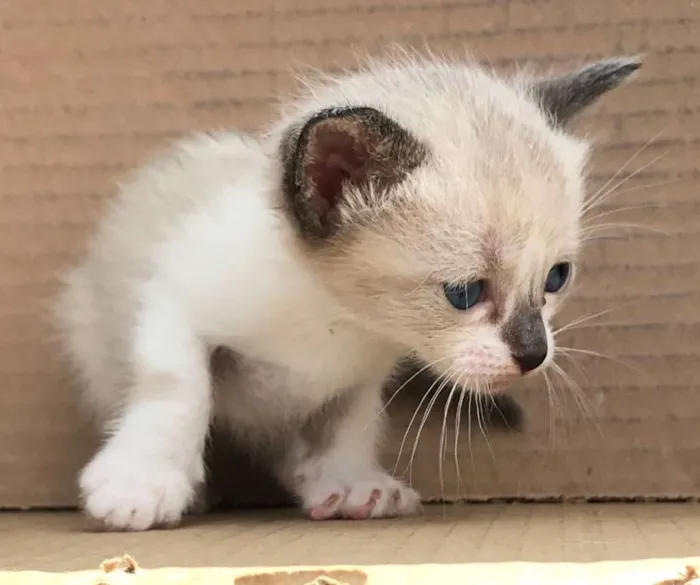 Gato ra a Siamês idade Abaixo de 2 meses nome LOLA