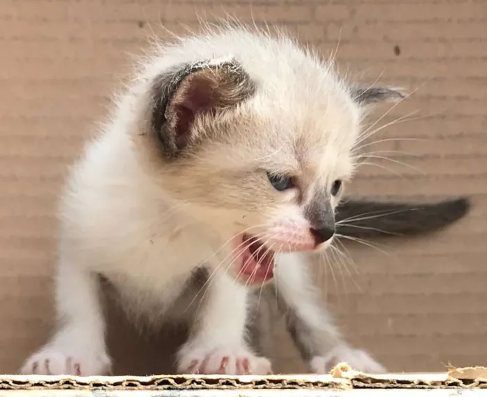 Gato ra a Siamês idade Abaixo de 2 meses nome LOLA