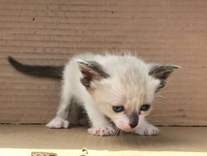 Gato ra a Siamês idade Abaixo de 2 meses nome LOLA