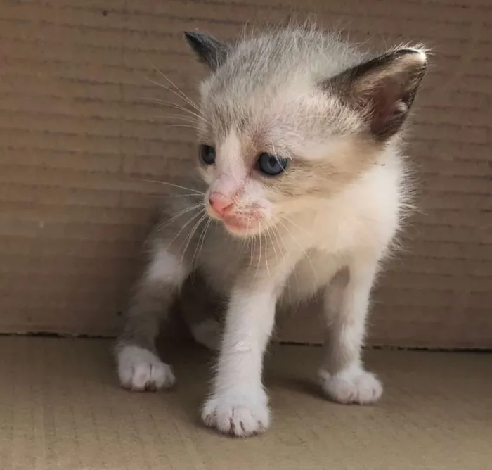 Gato ra a SIAMES idade Abaixo de 2 meses nome PINGPING