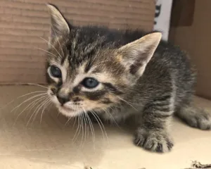 Gato raça RAJADO idade Abaixo de 2 meses nome PINGO