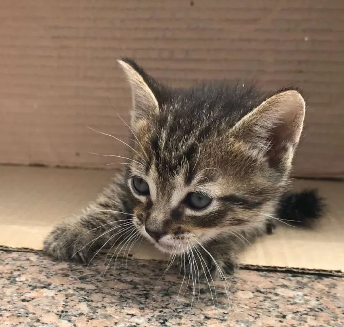 Gato ra a RAJADO idade Abaixo de 2 meses nome PINGO