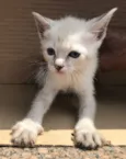 MIAO