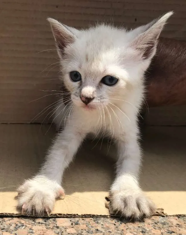 Gato ra a Siamês idade Abaixo de 2 meses nome MIAO