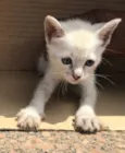 MIAO