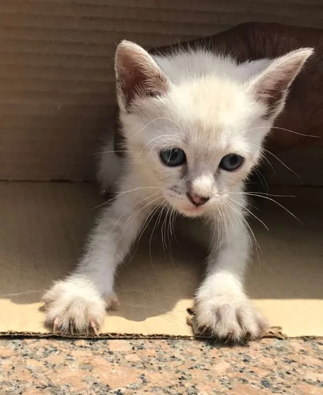Gato ra a Siamês idade Abaixo de 2 meses nome MIAO