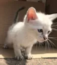 MIAO