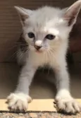 MIAO