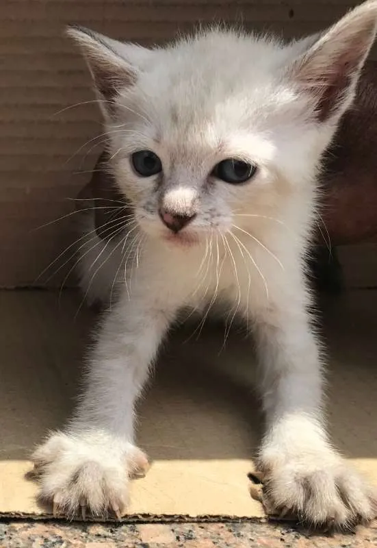Gato ra a Siamês idade Abaixo de 2 meses nome MIAO