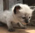 MARIE