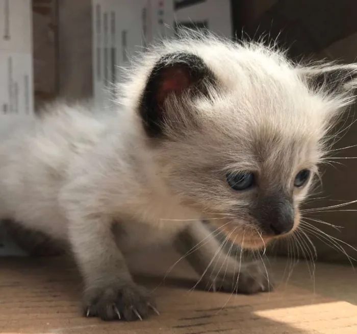 Gato ra a Siamês idade Abaixo de 2 meses nome MARIE