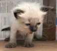 MARIE