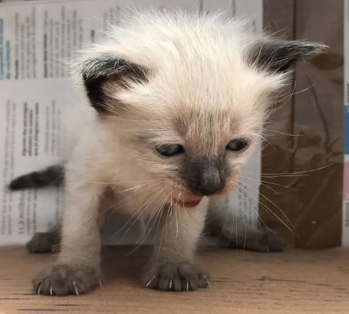 Gato ra a Siamês idade Abaixo de 2 meses nome MARIE