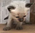 MARIE
