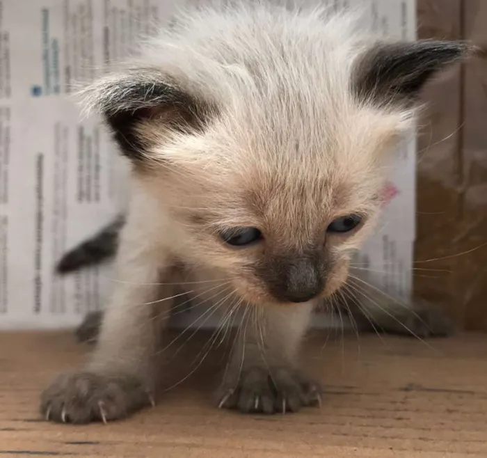 Gato ra a Siamês idade Abaixo de 2 meses nome MARIE