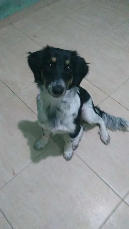 Cachorro ra a Indefinida idade 2 a 6 meses nome Nica 6 meses