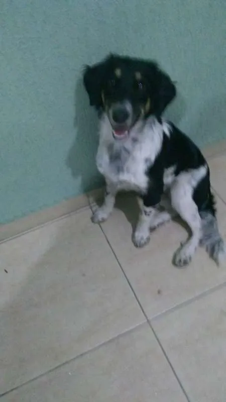 Cachorro ra a Indefinida idade 2 a 6 meses nome Nica 6 meses