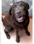Chorão 