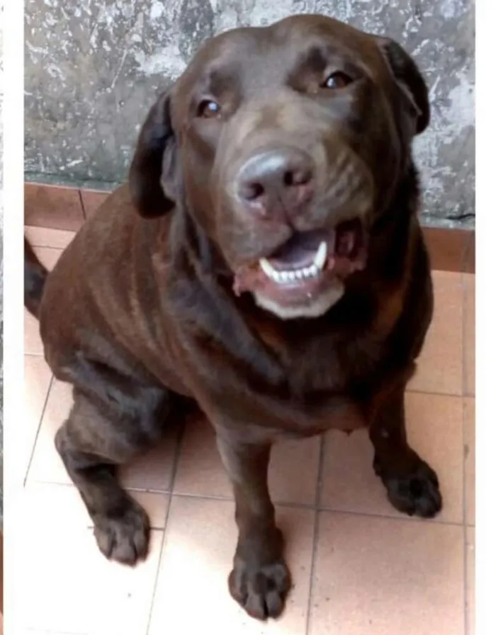 Cachorro ra a Labrador  idade 2 anos nome Chorão 