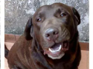 Cachorro raça Labrador  idade 2 anos nome Chorão 