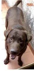 Chorão 