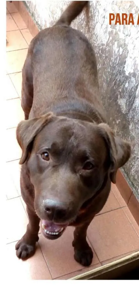 Cachorro ra a Labrador  idade 2 anos nome Chorão 