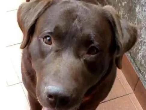 Cachorro ra a Labrador  idade 2 anos nome Chorão 