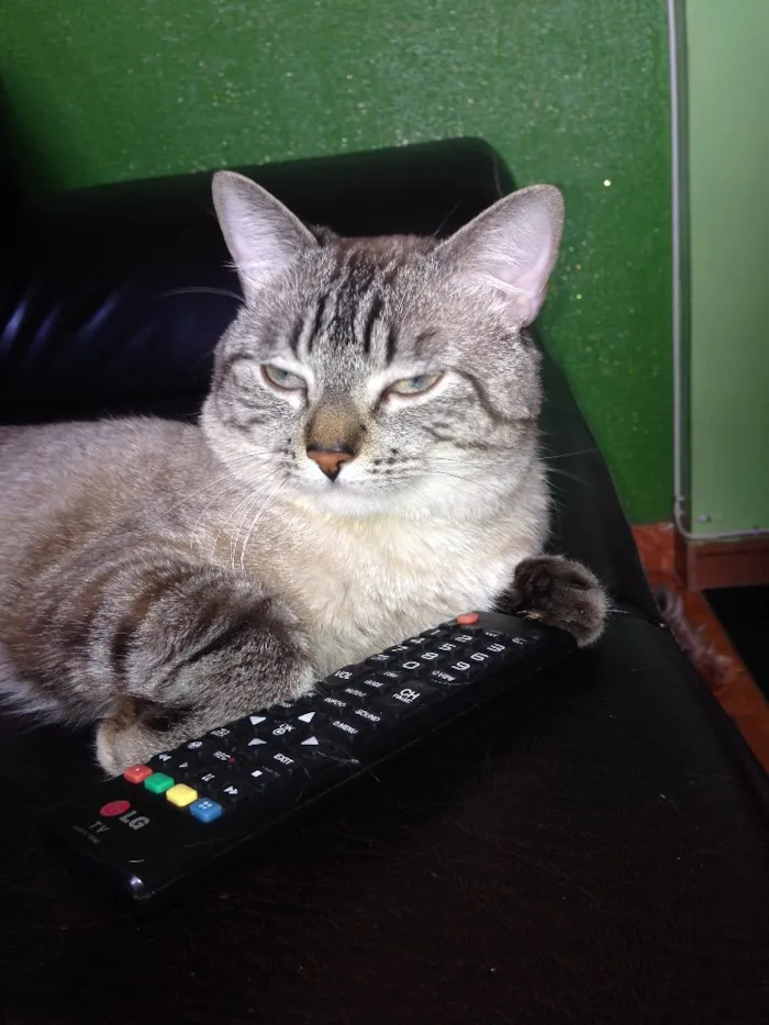 Gato ra a Siamesa  idade 2 anos nome Romeu