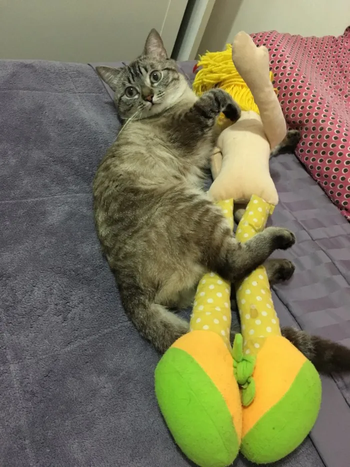Gato ra a Siamesa  idade 2 anos nome Romeu