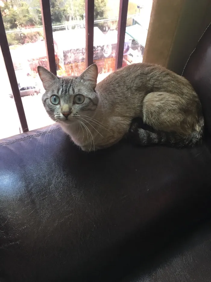 Gato ra a Siamesa  idade 2 anos nome Romeu