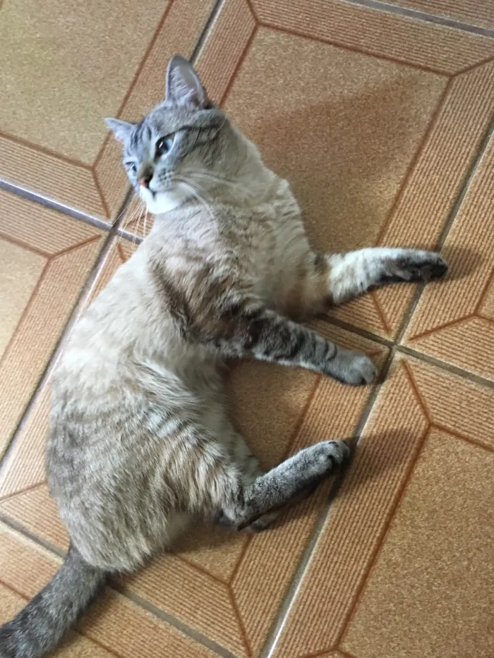 Gato ra a Siamesa  idade 2 anos nome Romeu