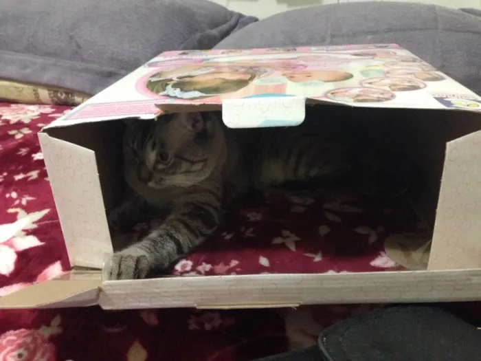 Gato ra a Siamesa  idade 2 anos nome Romeu