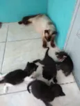 Gato